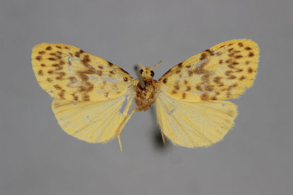 /filer/webapps/moths/media/images/F/fulvia_Afrasura_HT_BMNH.jpg