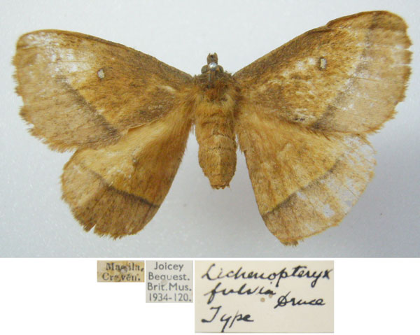 /filer/webapps/moths/media/images/F/fulvia_Lechenopteryx_HT_NHMUKa.jpg