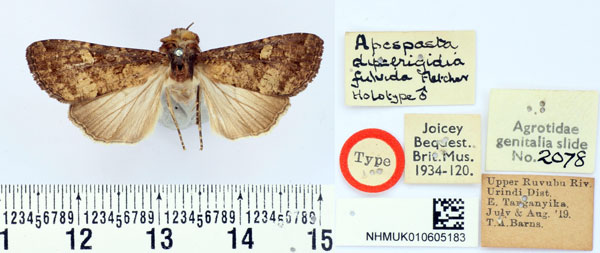 /filer/webapps/moths/media/images/F/fulvida_Apospasta_HT_BMNH.jpg