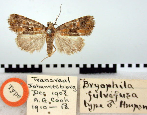 /filer/webapps/moths/media/images/F/fulvifusa_Bryophila_HT_BMNH.jpg