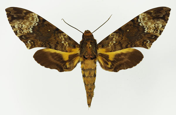 /filer/webapps/moths/media/images/F/fulvinotata_Coelonia_AM_Basquin_01.jpg