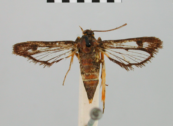 /filer/webapps/moths/media/images/F/fulvipes_Chamanthedon_HT_BMNH.jpg