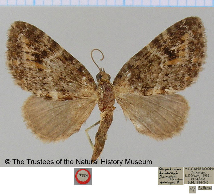 /filer/webapps/moths/media/images/F/fumata_Eupithecia_HT_BMNH.jpg