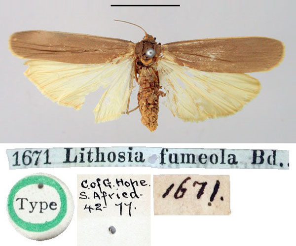 /filer/webapps/moths/media/images/F/fumeola_Lithosia_HT_BMNH.jpg