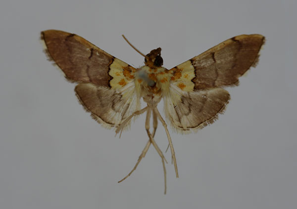 /filer/webapps/moths/media/images/F/fumosa_Agrotera_STM_BMNH.jpg