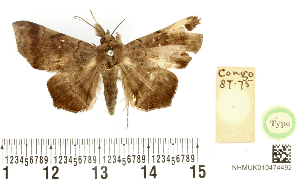 /filer/webapps/moths/media/images/F/fumosa_Amphigonia_HT_BMNH.jpg