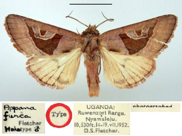 /filer/webapps/moths/media/images/F/furca_Appana_HT_BMNH.jpg