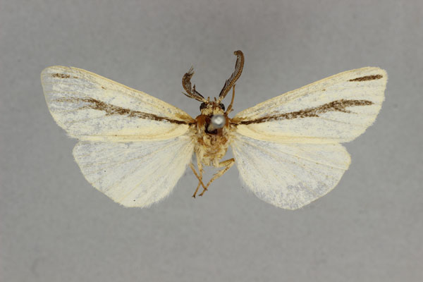 /filer/webapps/moths/media/images/F/furcatula_Epilacydes_HT_BMNH.jpg