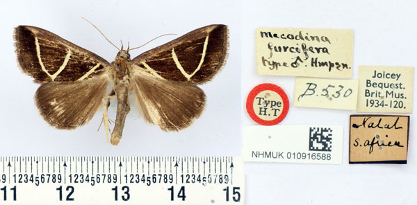 /filer/webapps/moths/media/images/F/furcifera_Mecodina_HT_BMNH.jpg