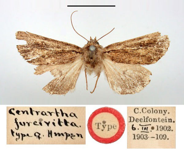 /filer/webapps/moths/media/images/F/furcivitta_Centrarthra_HT_BMNH.jpg