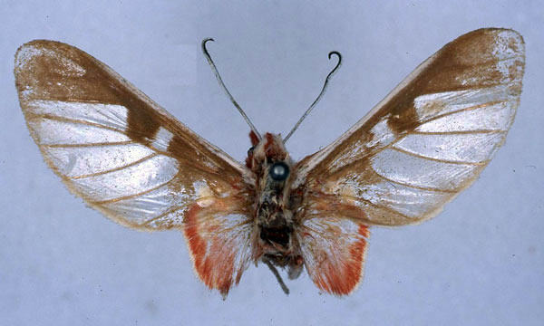 /filer/webapps/moths/media/images/F/furva_Balacra_HT_BMNH_01.jpg