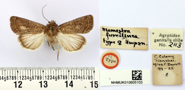 /filer/webapps/moths/media/images/F/furvilinea_Mamestra_HT_BMNH.jpg