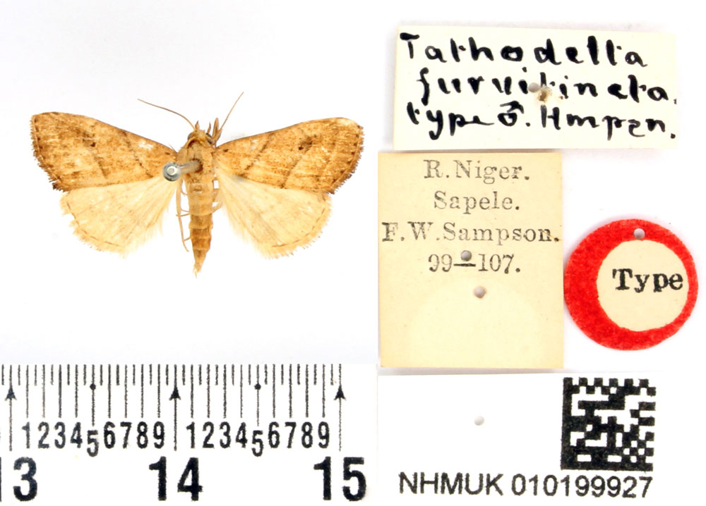 /filer/webapps/moths/media/images/F/furvitincta_Tathodelta_HT_BMNH.jpg