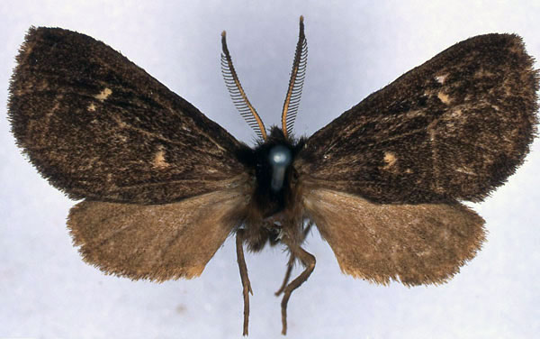 /filer/webapps/moths/media/images/F/fusca_Metarctia_HT_BMNH_01.jpg