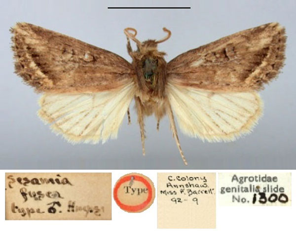 /filer/webapps/moths/media/images/F/fusca_Sesamia_HT_BMNH.jpg