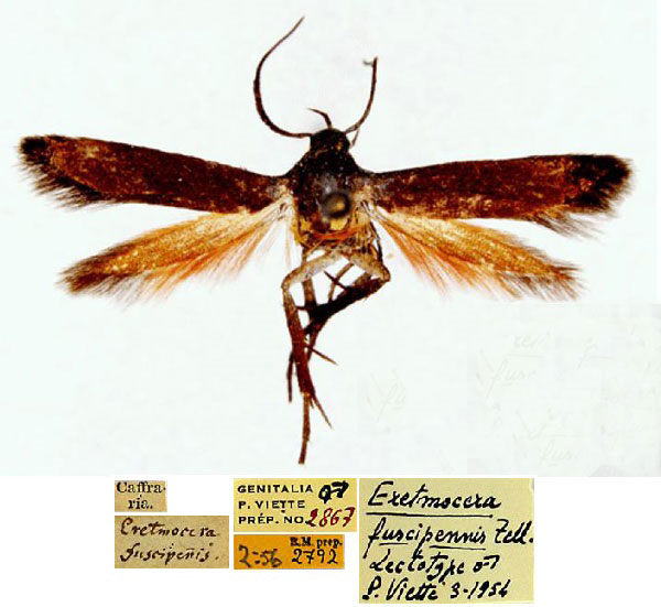 /filer/webapps/moths/media/images/F/fuscipennis_Eretmocera_LT_BMNHa.jpg