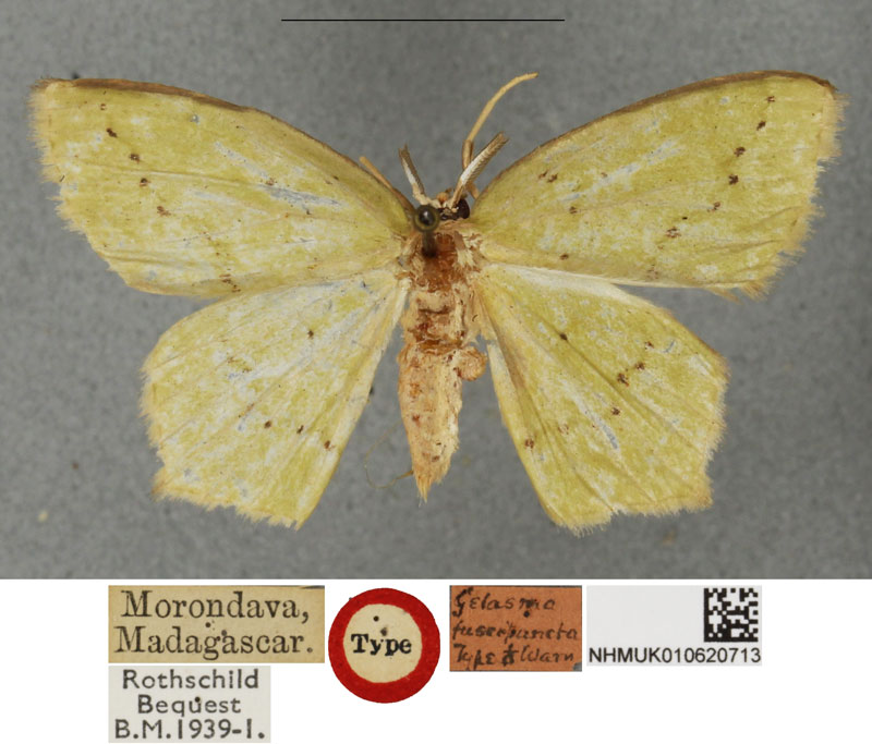 /filer/webapps/moths/media/images/F/fuscipuncta_Gelasma_STM_BMNHa.jpg