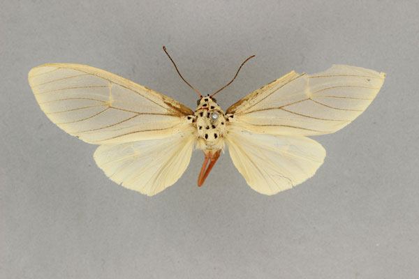 /filer/webapps/moths/media/images/F/fuscivena_Amerila_HT_BMNH.jpg