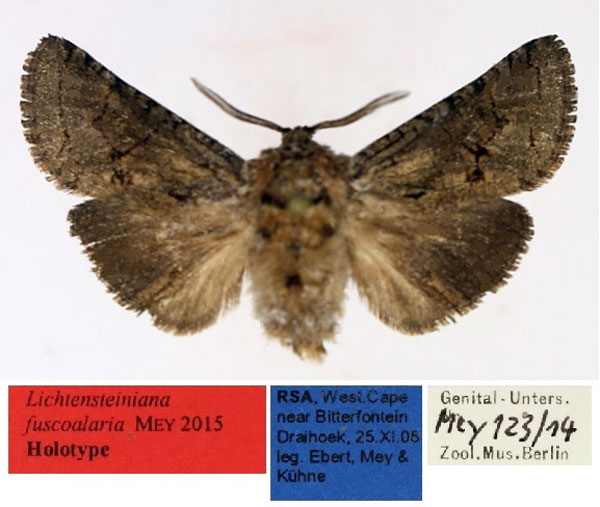 /filer/webapps/moths/media/images/F/fuscoalaria_Lichtensteiniana_HT_TMSA.jpg