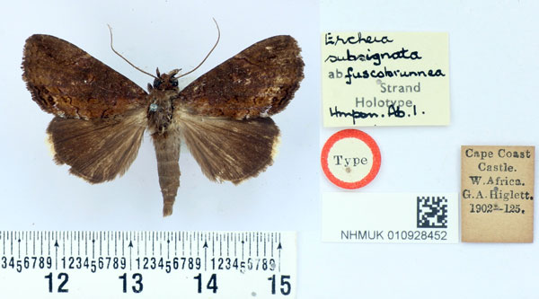 /filer/webapps/moths/media/images/F/fuscobrunnea_Ercheia_HT_BMNH.jpg