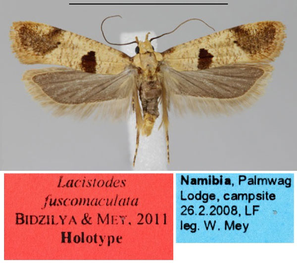 /filer/webapps/moths/media/images/F/fuscomaculata_Lacistodes_HT_NMNW.jpg