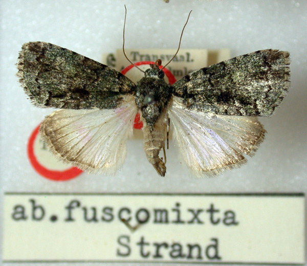 /filer/webapps/moths/media/images/F/fuscomixta_Blenina_HT_BMNH.jpg