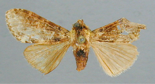 /filer/webapps/moths/media/images/F/fusconebulosa_Eurystauridia_HT_RMCA.jpg