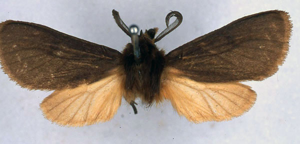 /filer/webapps/moths/media/images/F/fuscorufescens_Metarctia_HT_BMNH_01.jpg