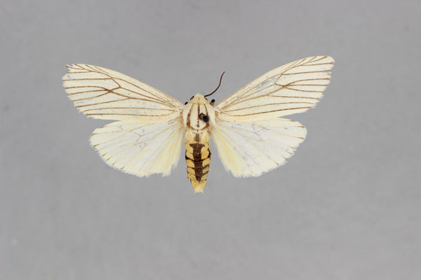 /filer/webapps/moths/media/images/F/fuscovenata_Paralacydes_AF_BMNH.jpg
