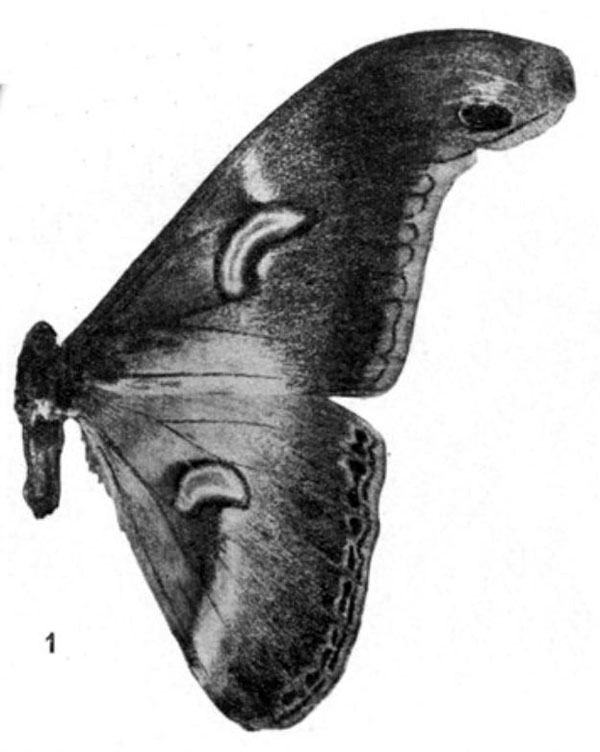 /filer/webapps/moths/media/images/G/gabonensis_Drepanoptera_HT_Testout_1936_3-1.jpg