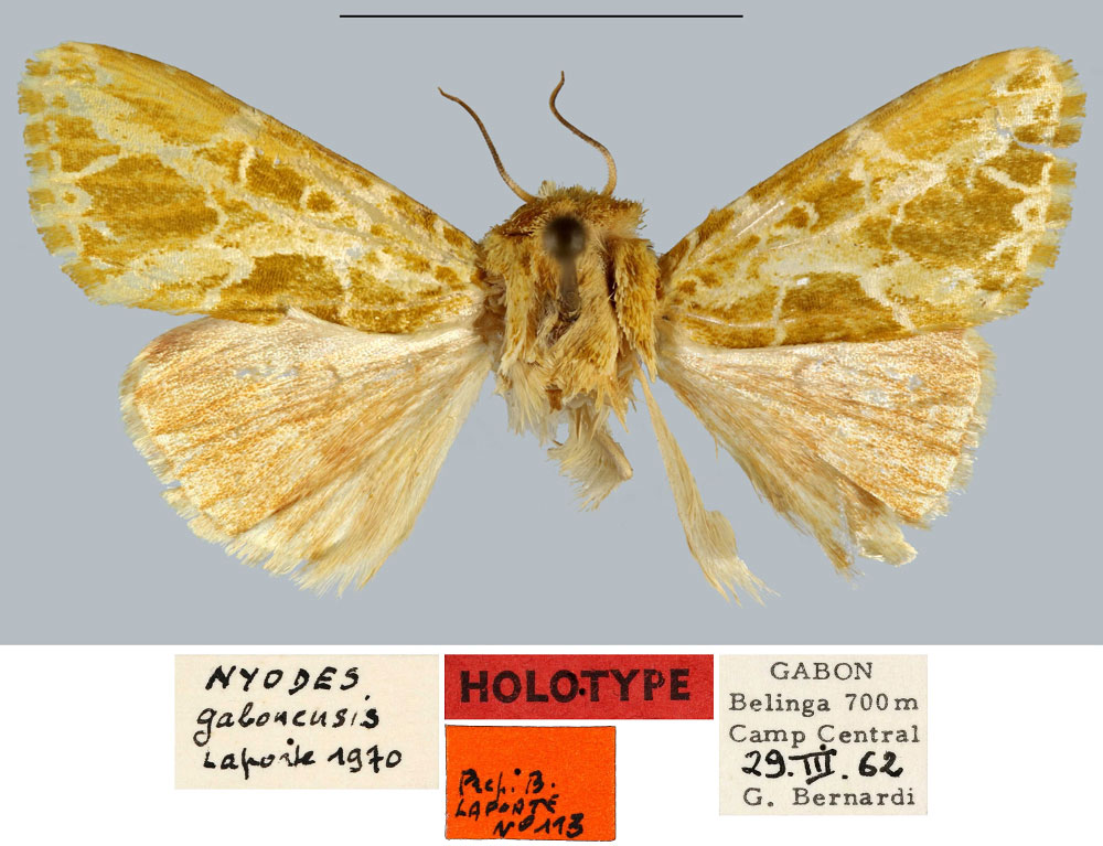 /filer/webapps/moths/media/images/G/gabonensis_Nyodes_HT_MNHN.jpg