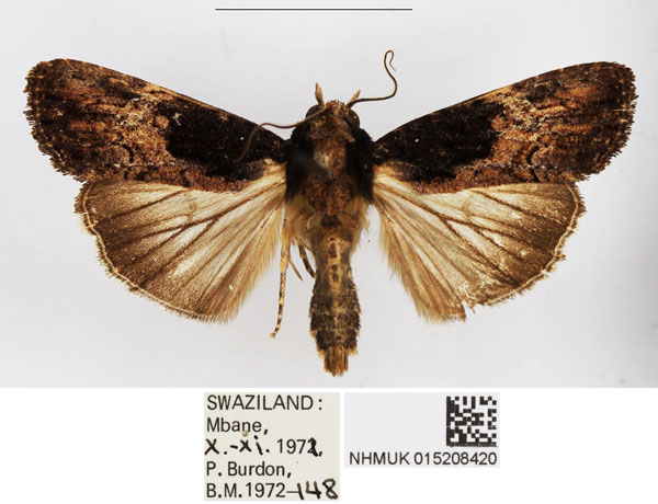 /filer/webapps/moths/media/images/G/gabonensis_Stenopterygia_AM_BMNH_01.jpg