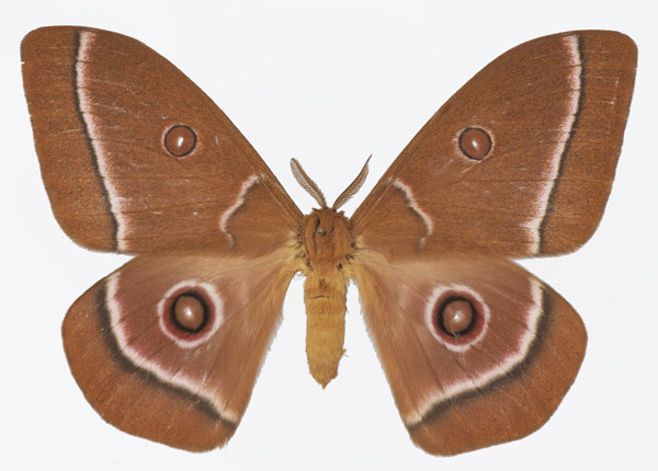 /filer/webapps/moths/media/images/G/gabonica_Bunaeopsis_AM_Basquina.jpg