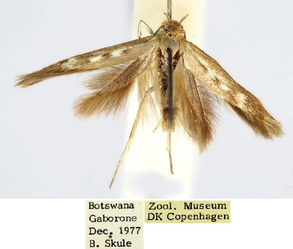 /filer/webapps/moths/media/images/G/gaboronensis_Scythris_HT_ZMUC_usAVhOh.jpg
