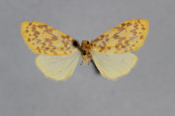 /filer/webapps/moths/media/images/G/gabunica_Asura_PT_BMNH.jpg