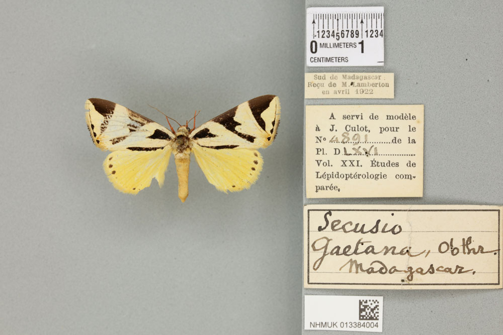 /filer/webapps/moths/media/images/G/gaetana_Secusio_HT_BMNHa.jpg