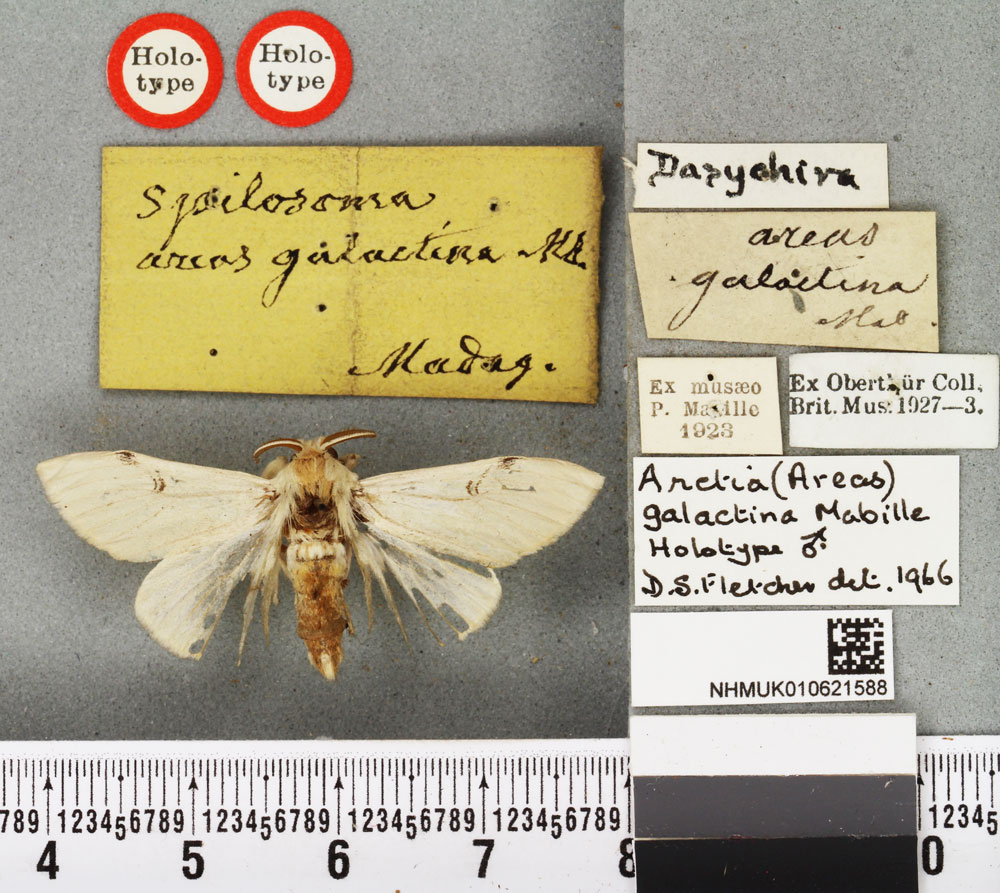 /filer/webapps/moths/media/images/G/galactina_Arctia_HT_BMNH.jpg