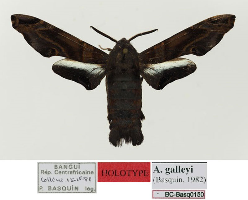 /filer/webapps/moths/media/images/G/galleyi_Afrosataspes_HT_Basquin.jpg
