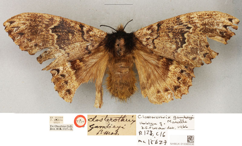 /filer/webapps/moths/media/images/G/gambeyi_Closterothrix_HT_BMNH.jpg