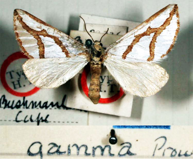 /filer/webapps/moths/media/images/G/gamma_Conchylia_HT_BMNH.jpg