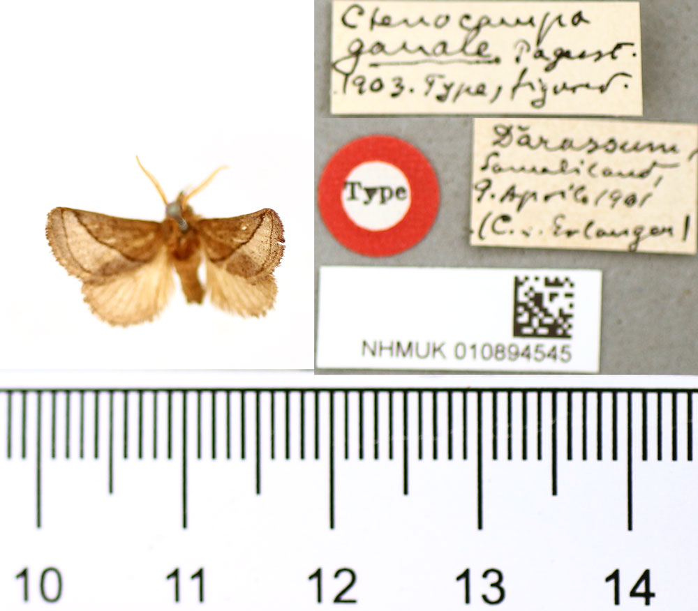 /filer/webapps/moths/media/images/G/ganale_Ctenocompa_HT_BMNH.jpg