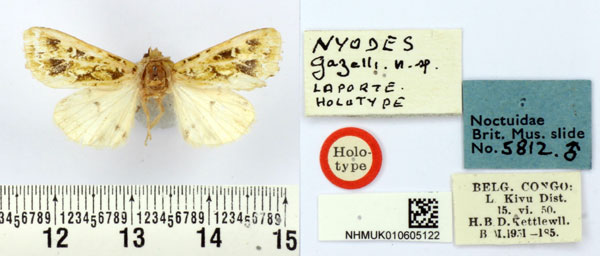 /filer/webapps/moths/media/images/G/gazelli_Nyodes_HT_BMNH.jpg