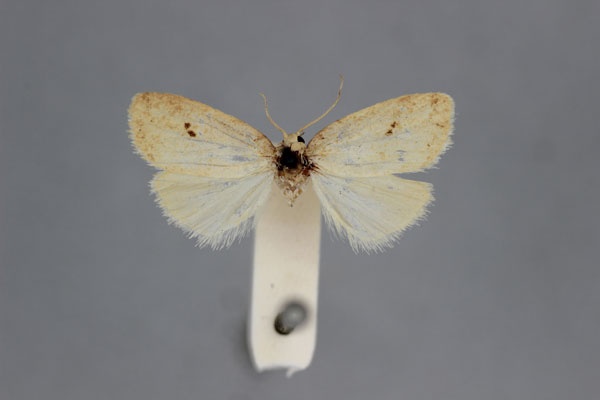 /filer/webapps/moths/media/images/G/gemina_Eugoa_HT_BMNH.jpg
