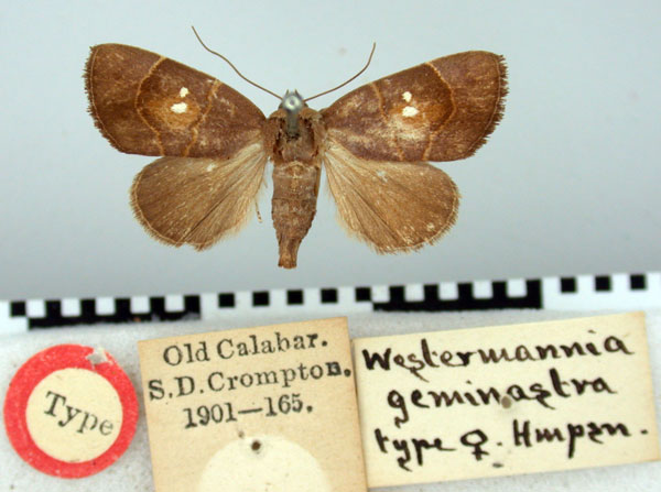 /filer/webapps/moths/media/images/G/geminastra_Westermannia_HT_BMNH.jpg