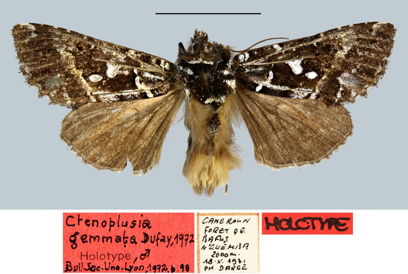/filer/webapps/moths/media/images/G/gemmata_Ctenoplusia_HT_MNHN.jpg