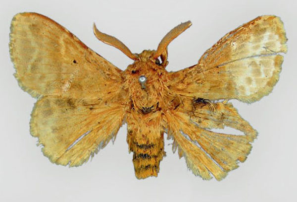 /filer/webapps/moths/media/images/G/gemmata_Eucraera_HT_BMNH.jpg