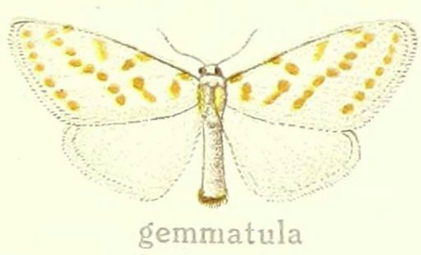 /filer/webapps/moths/media/images/G/gemmatula_Lacipa_ST_Hering_28d.jpg