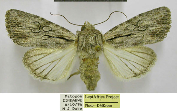 /filer/webapps/moths/media/images/G/geraea_Omphalestra_AF_TMSA.jpg