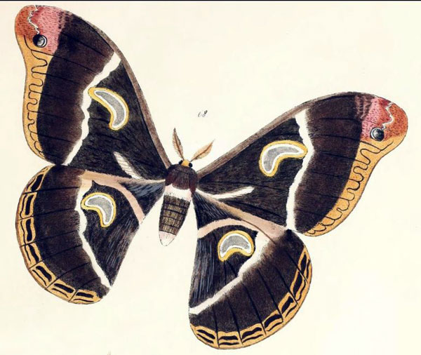 /filer/webapps/moths/media/images/G/getula_Philosamia_Maassen_1885_68.jpg