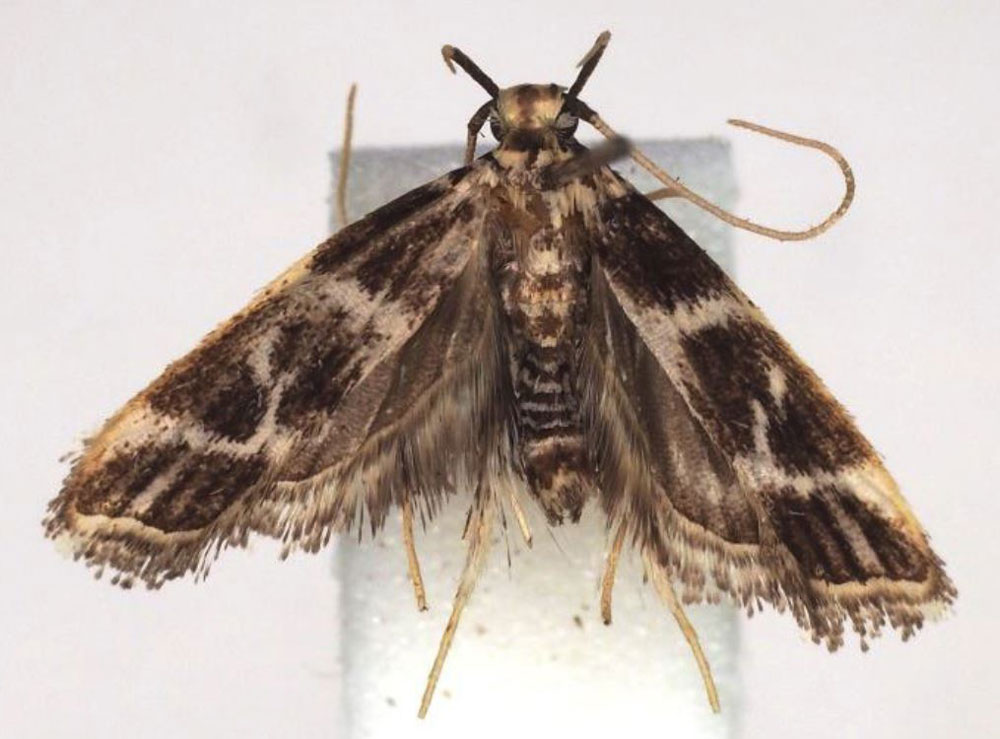 /filer/webapps/moths/media/images/G/ghanaensis_Dragmatucha_HT_BMNH.jpg